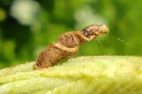 Coleophora lusciniaepennella