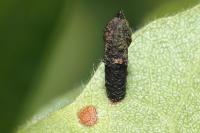 Coleophora anatipennella