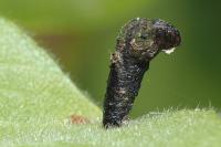 Coleophora anatipennella