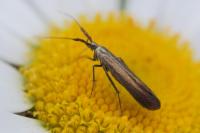Coleophora deauratella