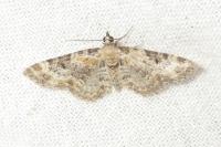 Eupithecia pulchellata