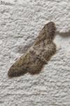 Idaea seriata