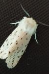 Spilosoma lubricipeda