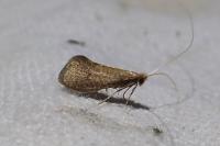 Nematopogon metaxella