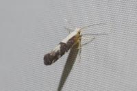 Argyresthia spinosella