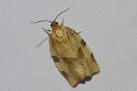 Choristoneura hebenstreitella