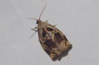 Archips crataegana