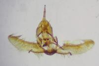 Cnephasia incertana