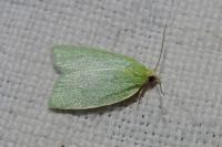 Tortrix viridana