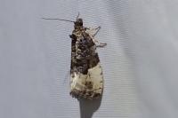 Hedya pruniana
