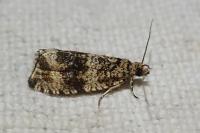 Celypha lacunana