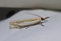 Crambus pascuella