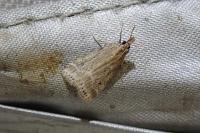 Eudonia pallida