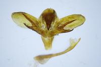 Hyloicus pinastri