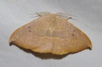Watsonalla uncinula