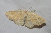 Cyclophora punctaria