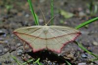 Timandra comae