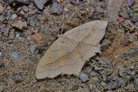 Scopula imitaria