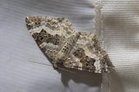 Epirrhoe alternata