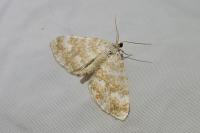 Perizoma flavofasciata