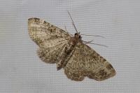 Pasiphila chloerata