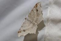 Macaria alternata