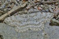 Hypomecis punctinalis