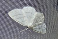 Cabera pusaria