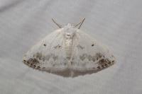 Lomographa temerata
