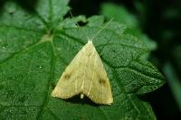 Rivula sericealis