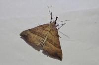 Hypena proboscidalis