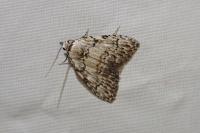 Meganola strigula