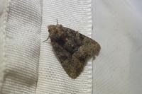 Oligia latruncula