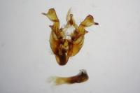 Oligia latruncula