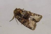 Oligia strigilis