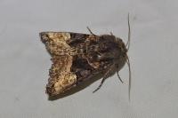 Euplexia lucipara