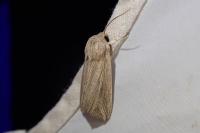 Mythimna riparia