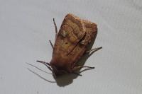 Diarsia rubi