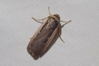 Ochropleura leucogaster