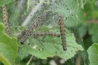 Yponomeuta padella