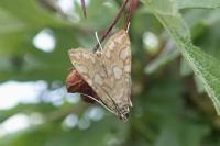 Elophila nymphaeata