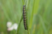Depressaria daucella