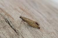Glyphipterix thrasonella