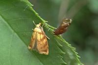 Acleris bergmanniana