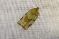 Choristoneura hebenstreitella