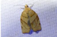 Pandemis cerasana