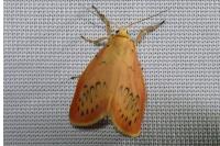 Miltochrista miniata