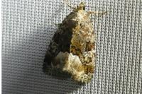 Deltote pygarga