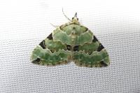 Colostygia pectinataria