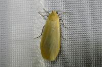 Wittia sororcula